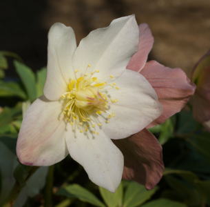 洋書Wild Flowers ワイルドフラワー 英国の野性の花 植物図鑑